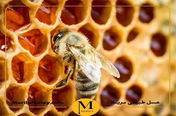 زنبورها برای چه چیزی عسل تولید می کنند؟