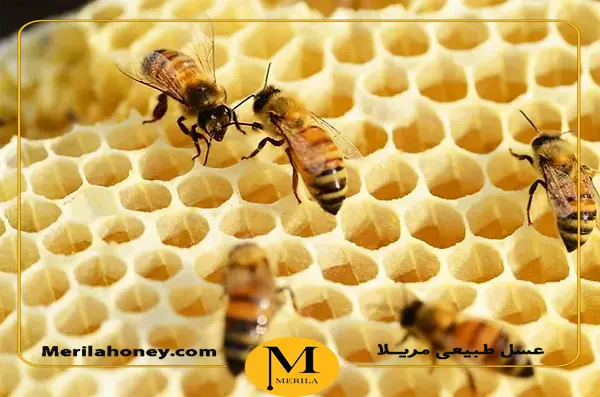 موم زنبور عسل از محصولات تولیدی زنبور