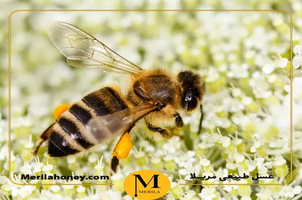 زنبور عسل چگونه عسل می سازد؟